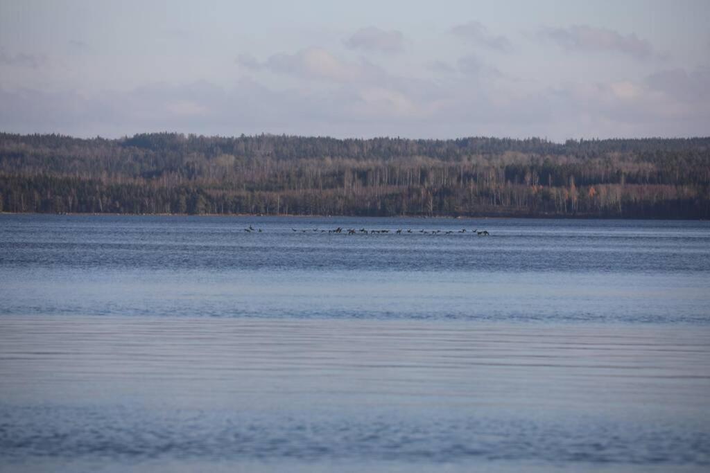 Sjoenaera Stuga Med Bat Och Bastu Ramkvilla Eksteriør bilde